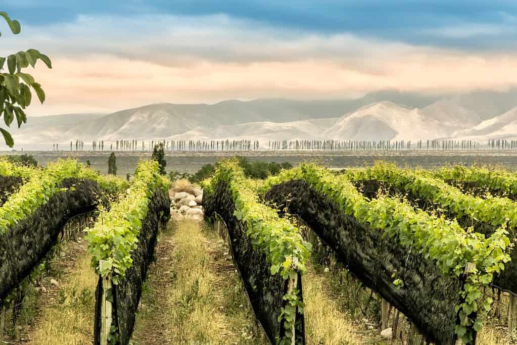 Mendoza Wine Region 9 Attractions Mendoza Wine Region