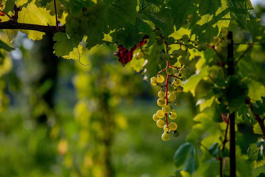 Mendoza Wine Region Argentina Attractions Mendoza Wine Region - Argentina