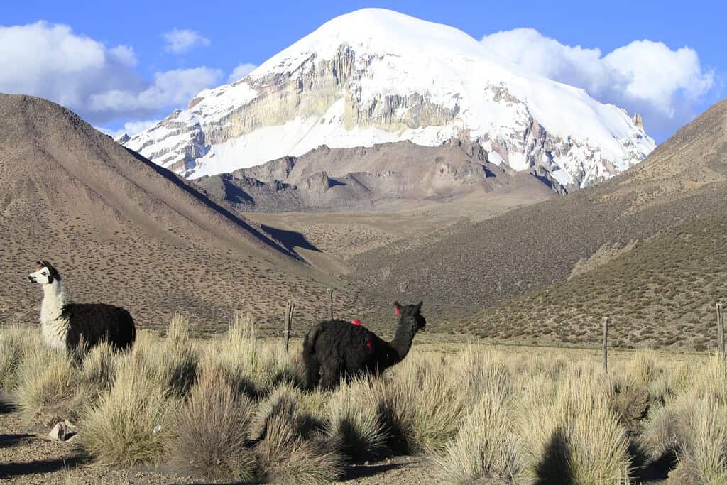 Sajama National Park Attractions Sajama National Park Bolivia