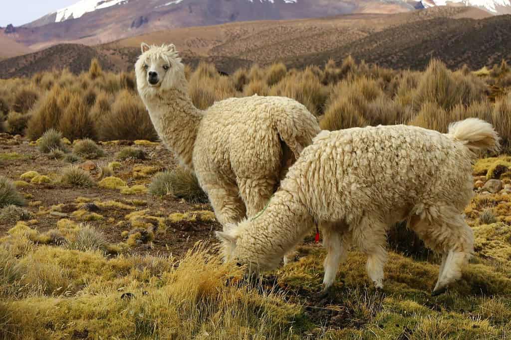 Sajama National Park 6 Attractions Sajama National Park