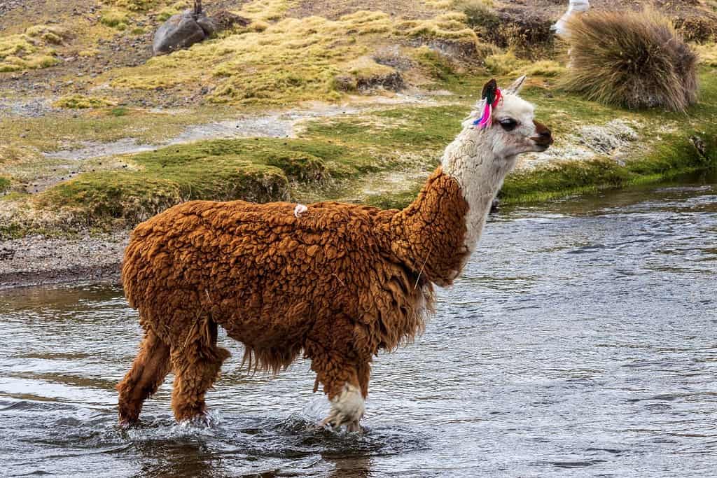 Sajama National Park 8 Attractions Sajama National Park