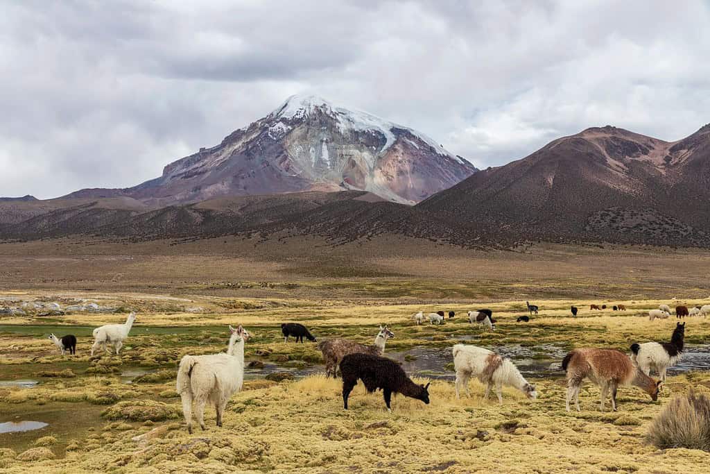 Sajama National Park Bolivia 2 Attractions Sajama National Park Bolivia