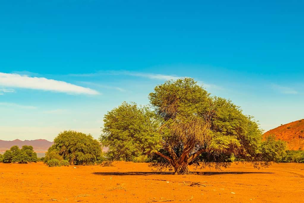 Talampaya National Park Argentina Attractions Talampaya National Park - Argentina