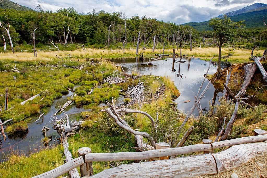 Tierra del Fuego National Park Argentina 2 Attractions Tierra del Fuego National Park