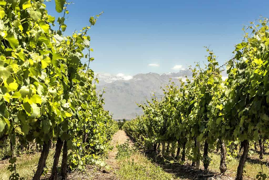 Travel to Mendoza Wine Region Attractions Travel to Mendoza Wine Region