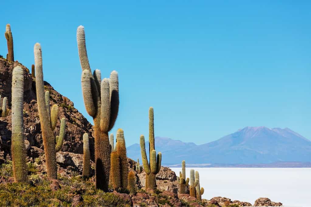 Travel to Salar de Uyuni Attractions Travel to Salar de Uyuni