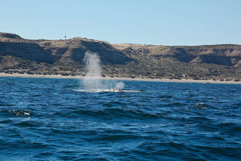 Valdes Peninsula 10 Attractions Valdés Peninsula