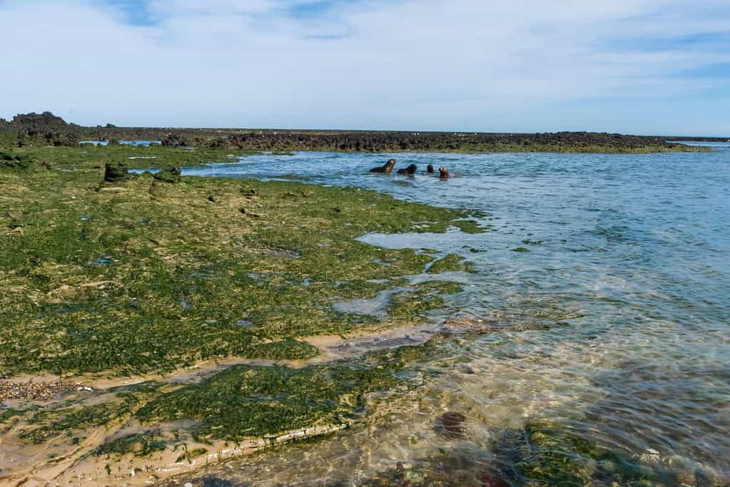 Valdes Peninsula 8 Attractions Valdés Peninsula
