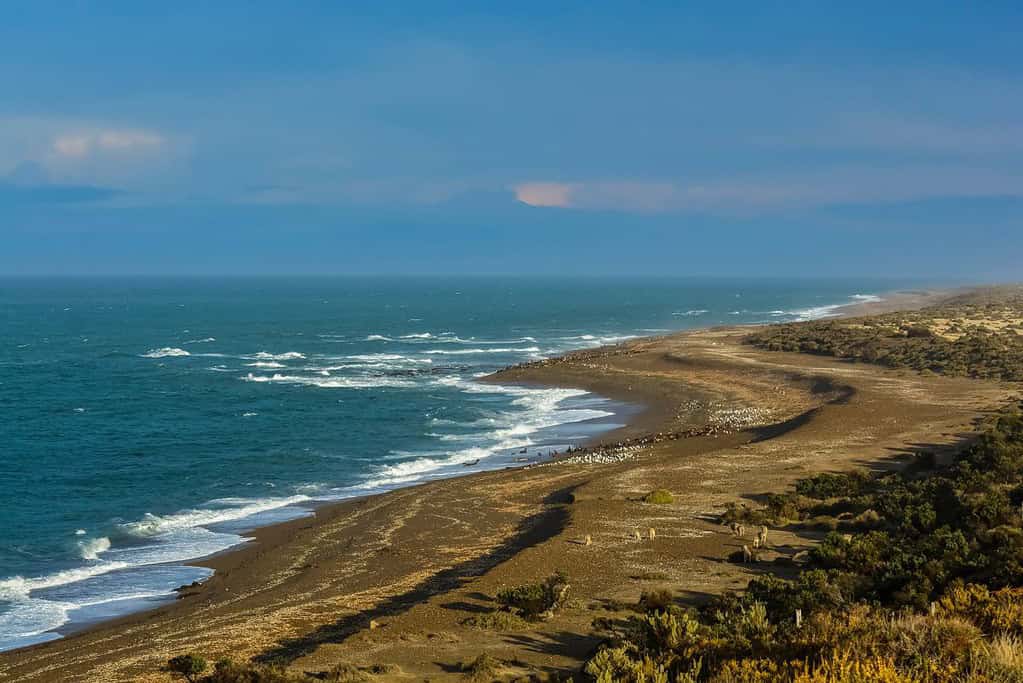 Valdes Peninsula Argentina Attractions Valdés Peninsula - Argentina