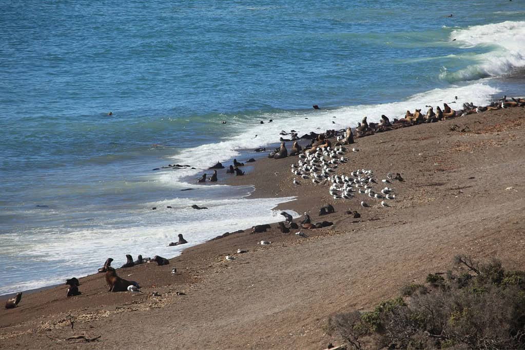 Valdes Peninsula Argentina 2 Attractions Valdés Peninsula - Argentina