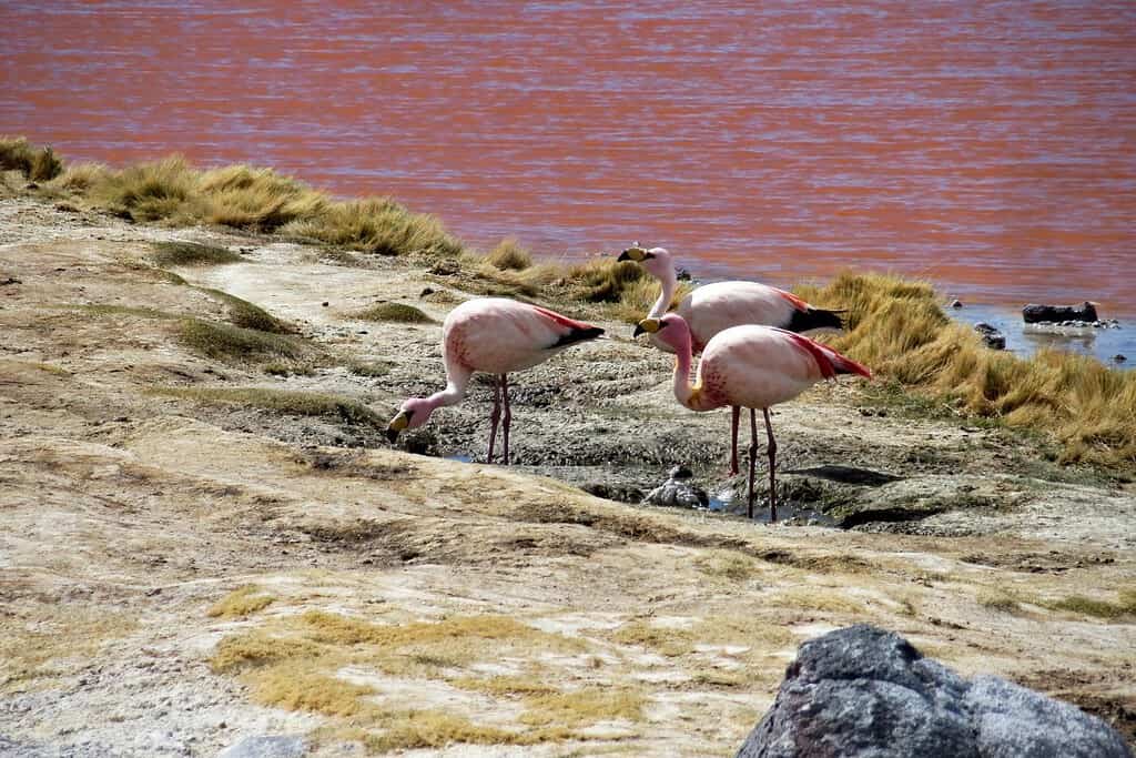 Visit Laguna Colorada Attractions Laguna Colorada