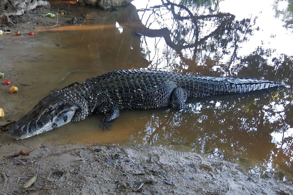 Visit Madidi National Park Attractions Visit Madidi National Park