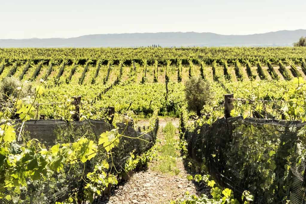 Visit Mendoza Wine Region Attractions Visit Mendoza Wine Region