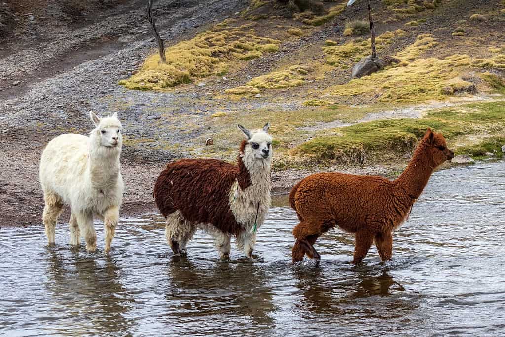 Visit Sajama National Park Attractions Sajama National Park Bolivia