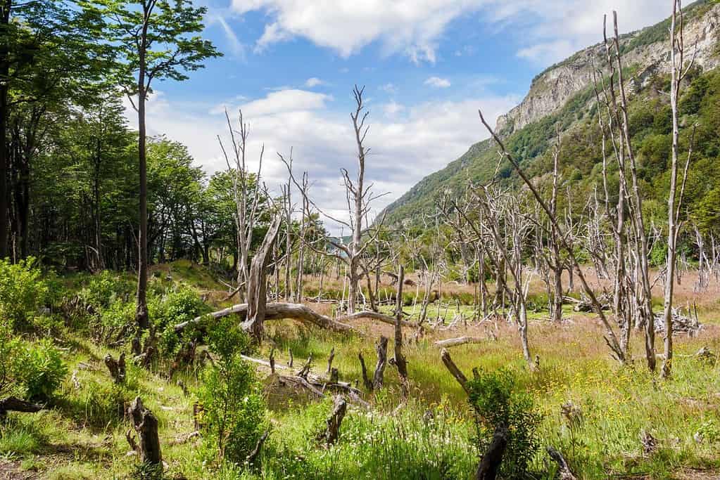 Visit Tierra del Fuego National Park Attractions Visit Tierra del Fuego National Park