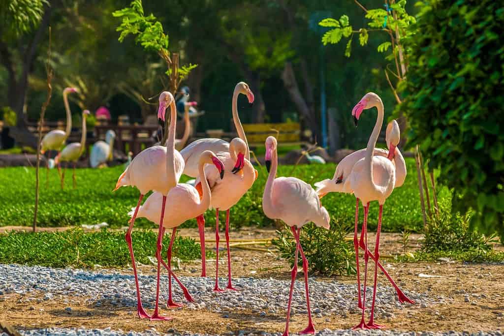 Al Areen Wildlife Park Travel Destinations, Asia Al Areen Wildlife Park