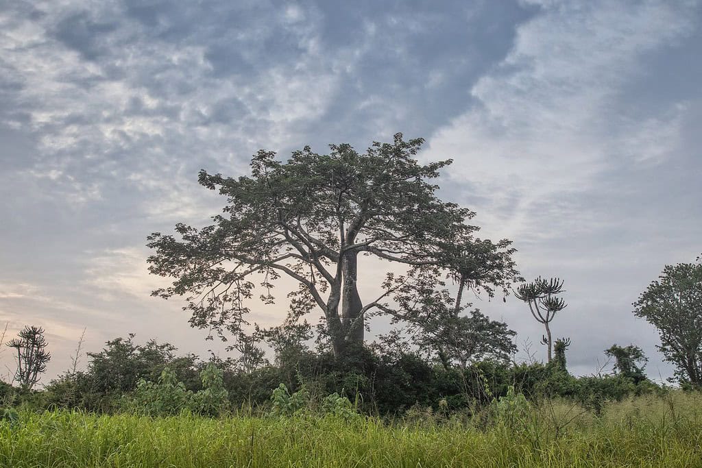 Baobab of Cazombo Travel Destinations, Africa Baobab of Cazombo