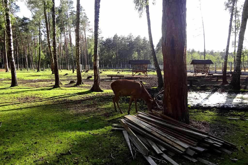 Belovezhskaya Pushcha National Park Travel Destinations, South Europe Caucasus East Europe Belovezhskaya Pushcha National Park
