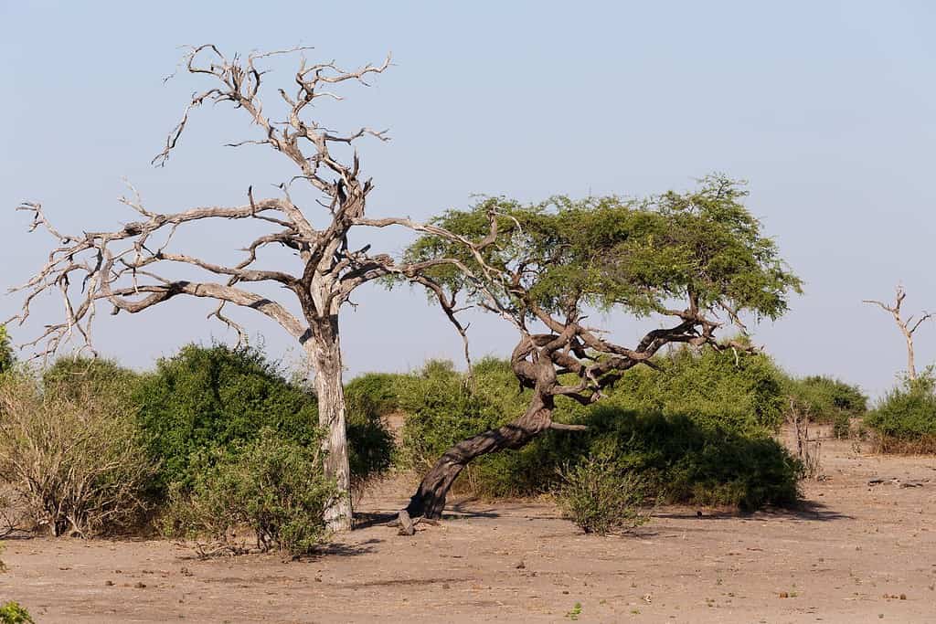 Forests of Chobe National Park Travel Destinations, Africa Forests of Chobe National Park