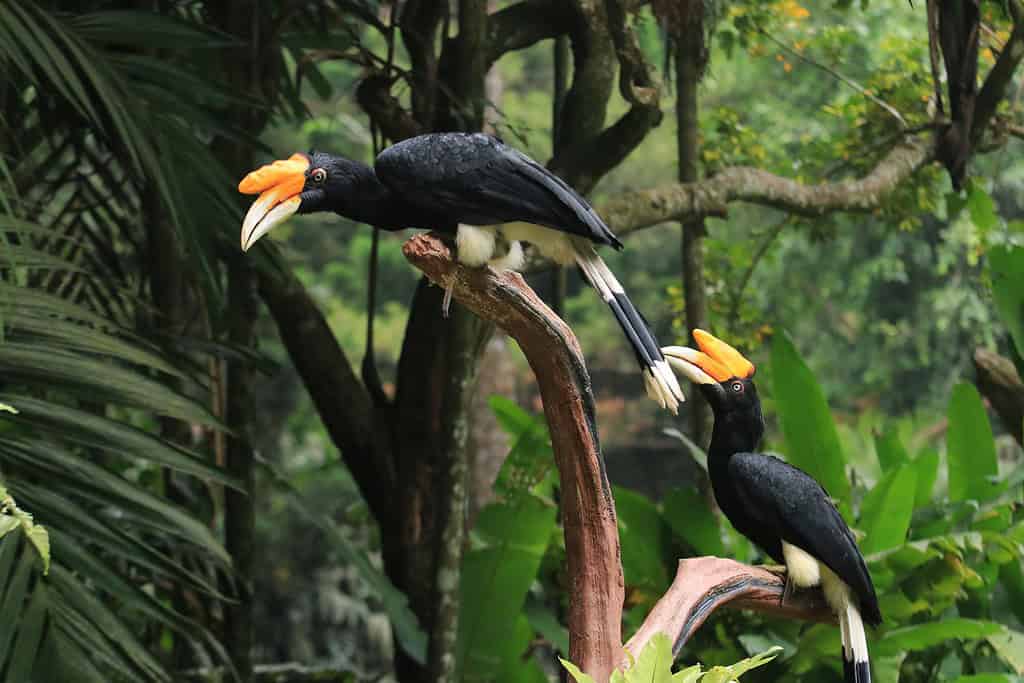Hornbill Sculptures of Belait Travel Destinations, Asia 'Hornbill' Sculptures of Belait