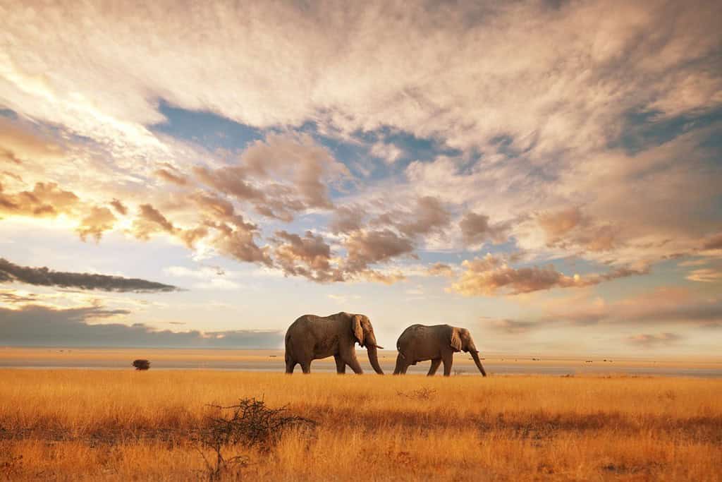 Kenya Where Where is Kenya located
