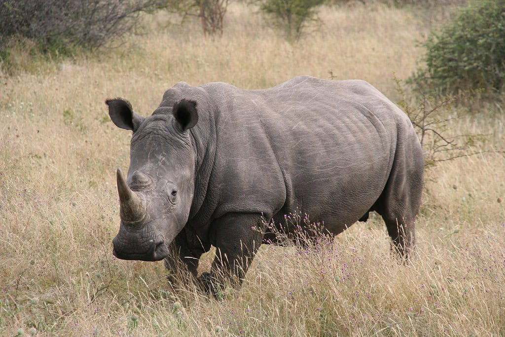 Khama Rhino Sanctuary Travel Destinations, Africa Khama Rhino Sanctuary
