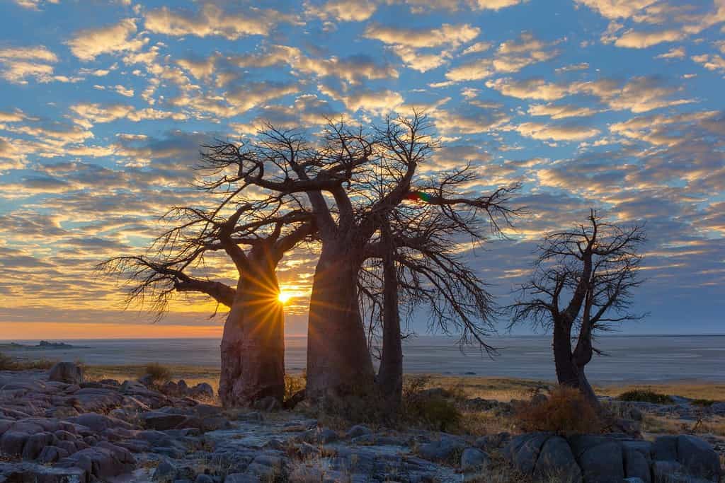 Kubu Island Travel Destinations, Africa Kubu Island