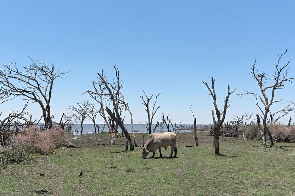 Lake Ngami Travel Destinations, Africa Lake Ngami