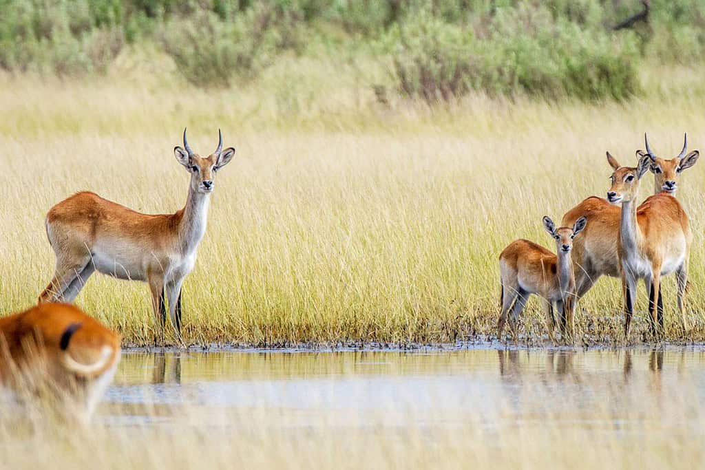 Linyanti Marshes Travel Destinations, Africa Linyanti Marshes