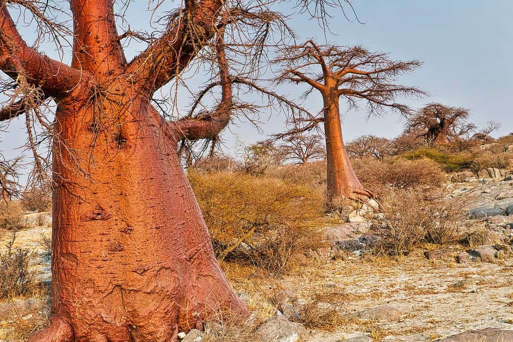 Makgadikgadi Pans National Park Travel Destinations, Africa Makgadikgadi Pans National Park