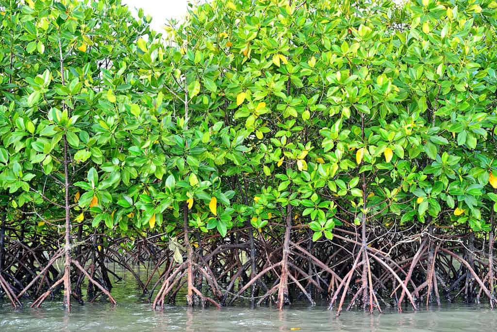 Mangroves of the Pantanal Travel Destinations, Americas Mangroves of the Pantanal
