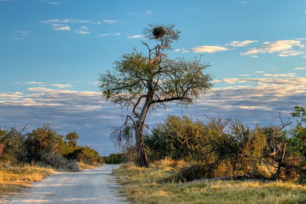 Moremi Game Reserve Travel Destinations, Africa Moremi Game Reserve