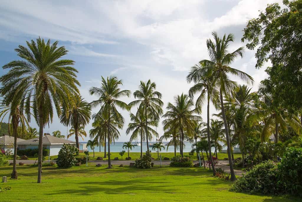 Palm Tree of Freemans Bay Travel Destinations, Americas Palm Tree of Freeman's Bay