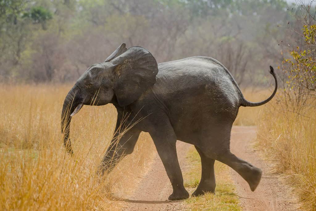 Pendjari National Park Travel Destinations, Africa Pendjari National Park