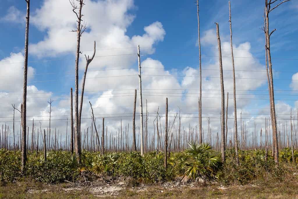 Pine Forests of Grand Bahama Travel Destinations, Americas Pine Forests of Grand Bahama