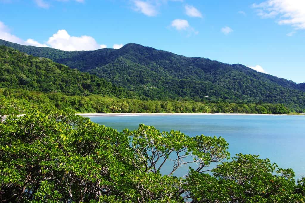 Rainforests of Daintree Travel Destinations, Asia Rainforests of Daintree