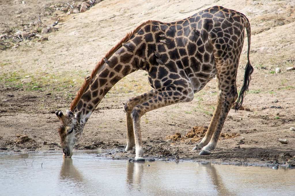 Savanna Memorial Park Travel Destinations, Africa Savanna Memorial Park