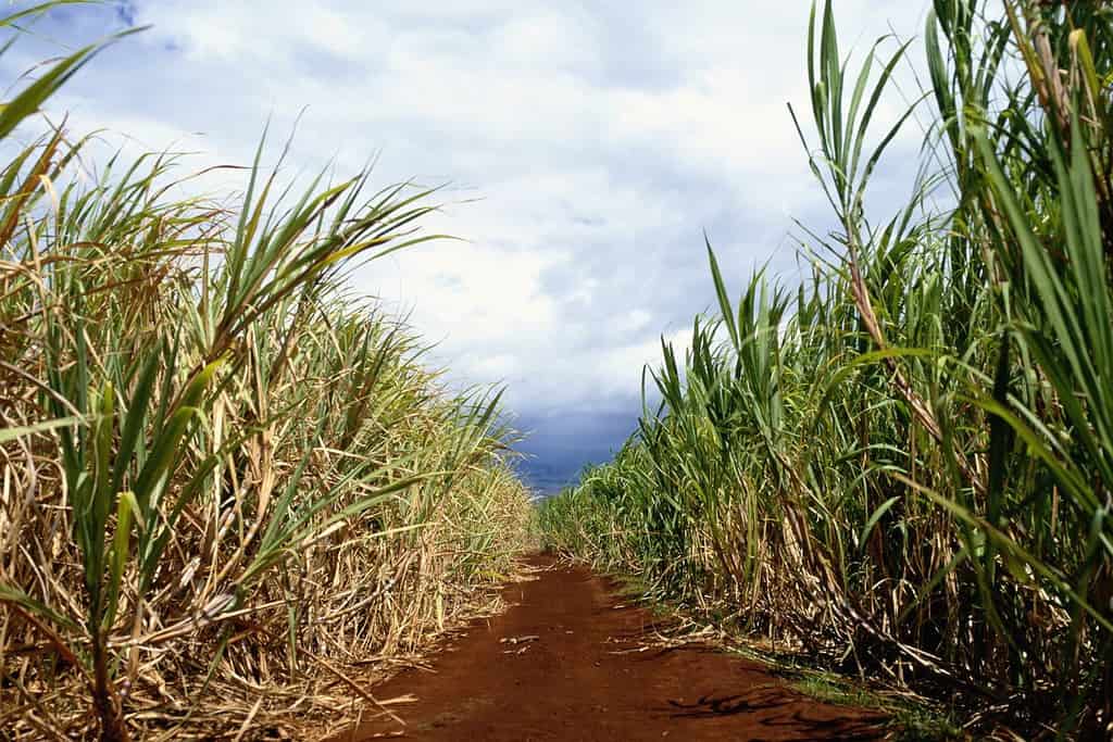 Sugar Cane Fields of St. Peter Travel Destinations, Americas Sugar Cane Fields of St. Peter