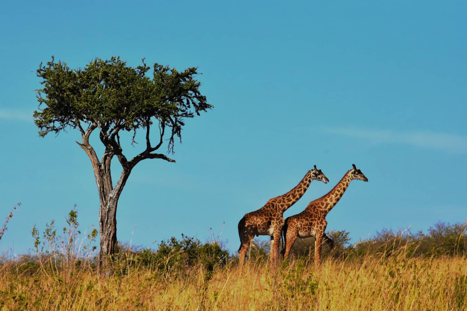 Geography of Tanzania: National Geographic Tapestry Tanzania 2