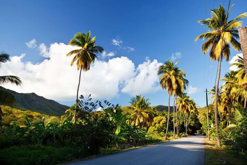 The Tropical Botanical Garden of Fig Tree Drive Travel Destinations, Americas The Tropical Botanical Garden of Fig Tree Drive