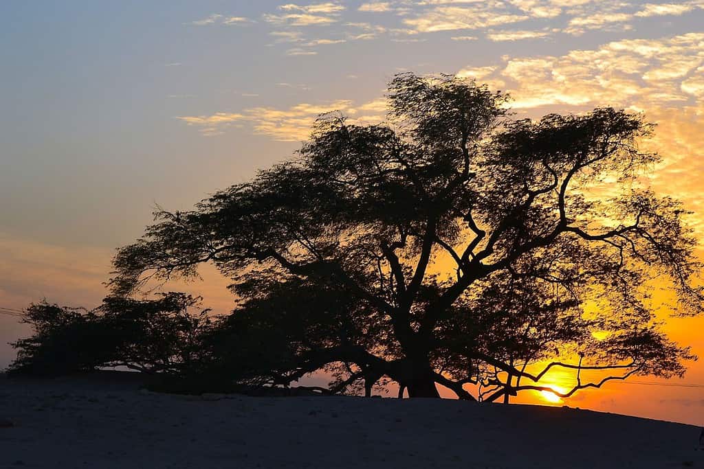 Tree of Life Travel Destinations, Asia Tree of Life