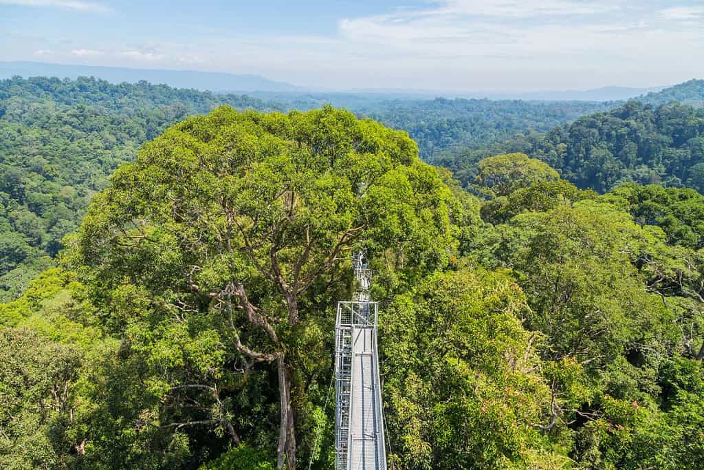 Ulu Temburong Travel Destinations, Asia Ulu Temburong