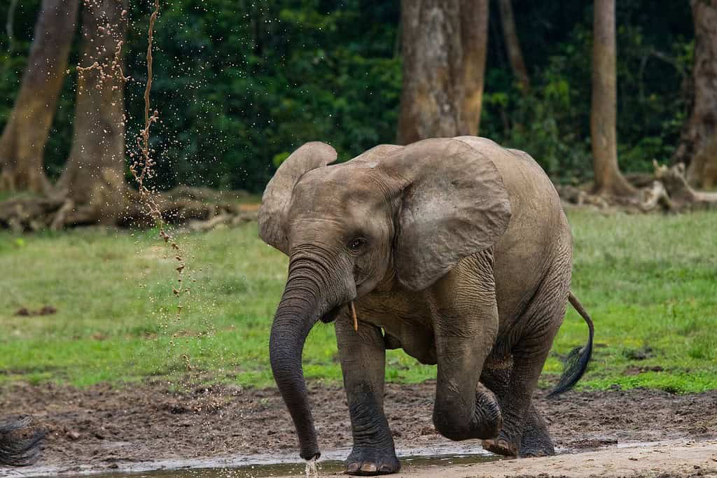 Bamingui Bangoran National Park Travel Destinations, Africa Bamingui-Bangoran National Park