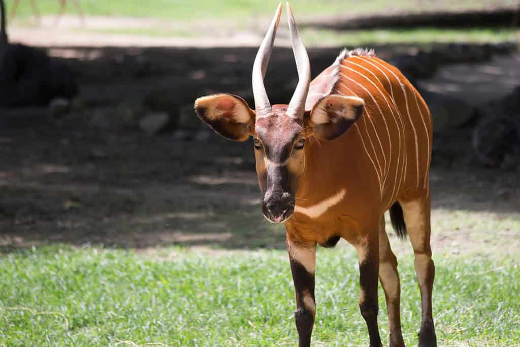 Bongo Massif Travel Destinations, Africa Bongo Massif