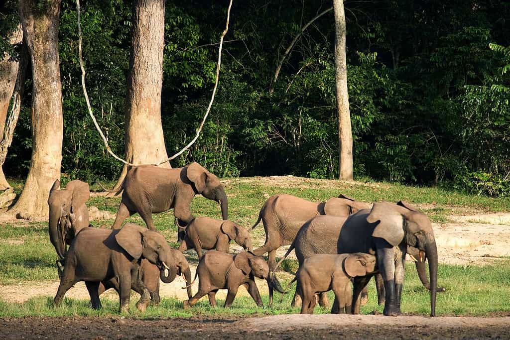 Forests of Dzanga Sangha Reserve Travel Destinations, Africa Forests of Dzanga-Sangha Reserve