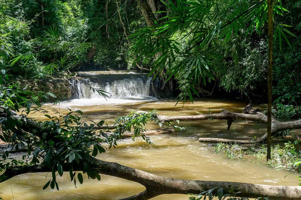 Forests of Mondulkiri Travel Destinations, Asia Forests of Mondulkiri