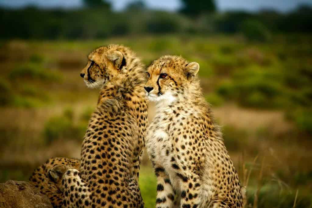 Manovo Gounda St. Floris National Park Travel Destinations, Africa Manovo-Gounda St. Floris National Park