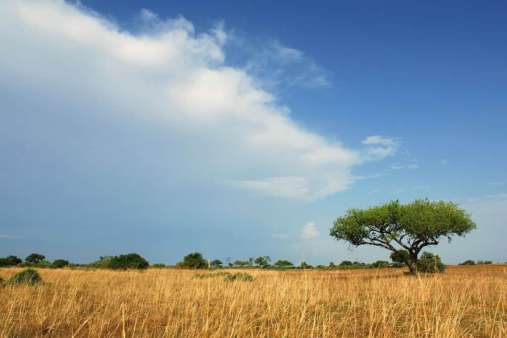 Waza National Park Travel Destinations, Africa Waza National Park