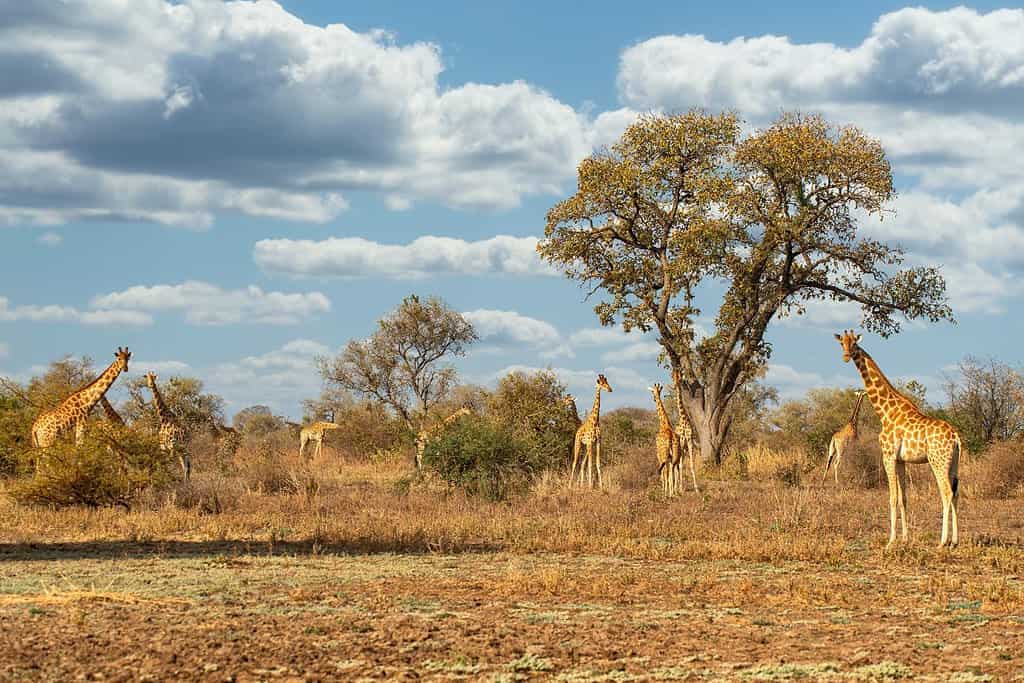 Zakouma National Park 2 Travel Destinations, Africa Zakouma National Park
