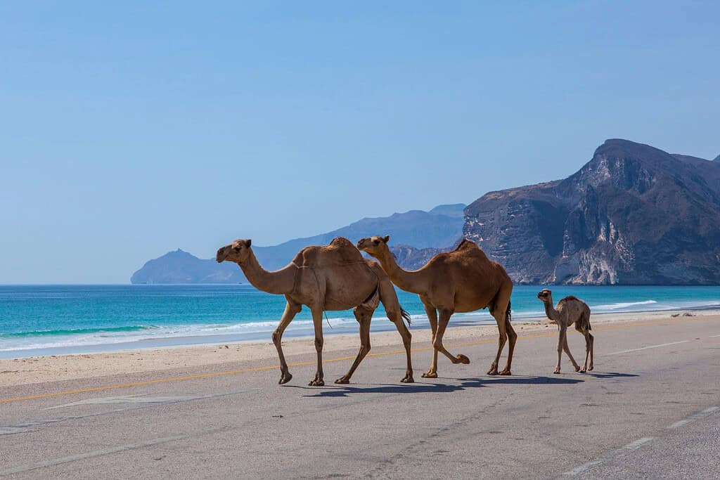 Salalah muscat tour